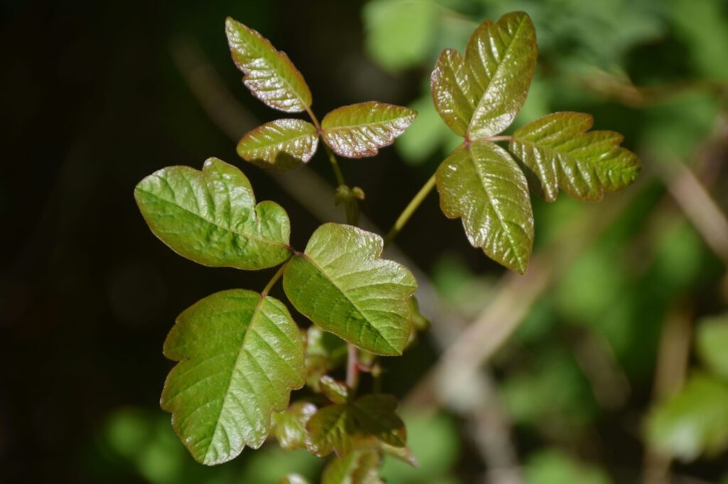 Poison ivy identification in Rock Hill and Fort Mill.
